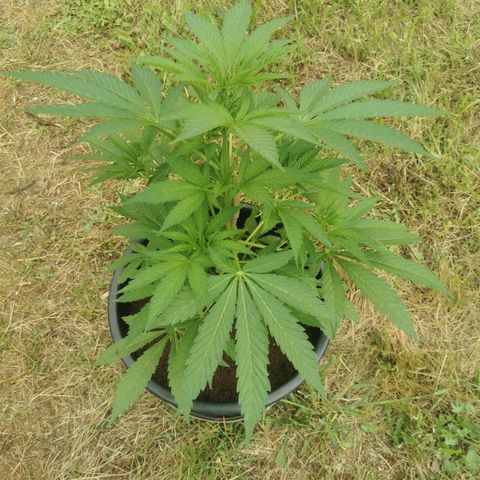 PP*DSD #1 growlog photo