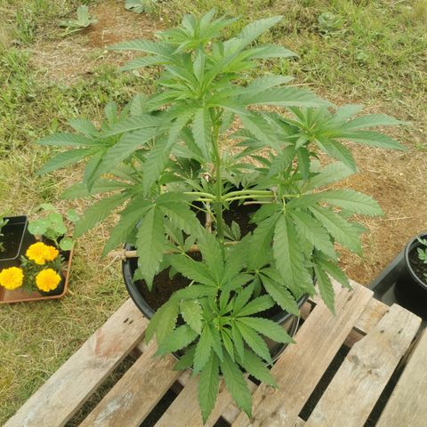PP*DSD #2 growlog timeline photo
