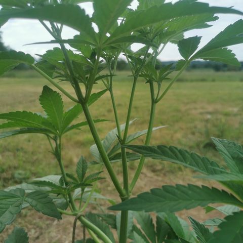 PP*DSD #2 growlog timeline photo