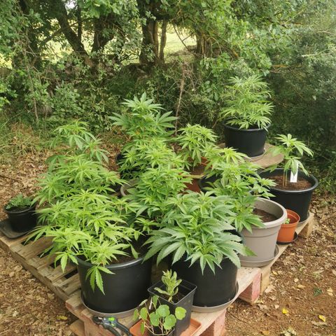 GZ #4 growlog photo