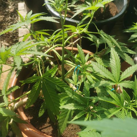 LOC #2 growlog photo: LST en araignée! 