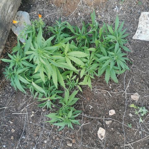 GZ #1 growlog timeline photo