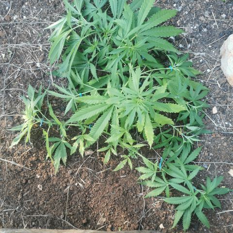 LOC #1 growlog timeline photo