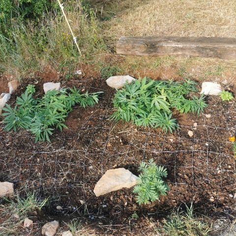 GZ #1 growlog photo: 15 jours après mises en terre ! 😁