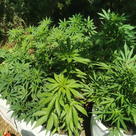 GZ #4 growlog timeline photo