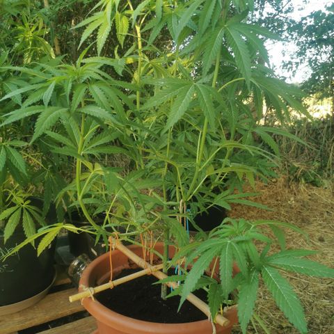 LOC #2 growlog timeline photo