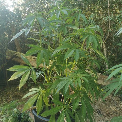PP*DSD #2 growlog timeline photo