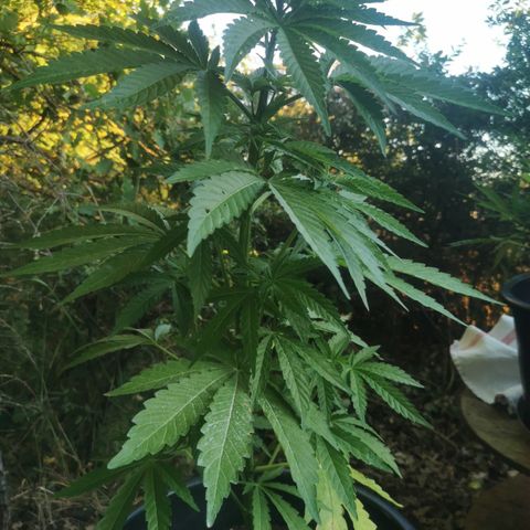 GZ #4 growlog photo: La naine pas si naine ! 