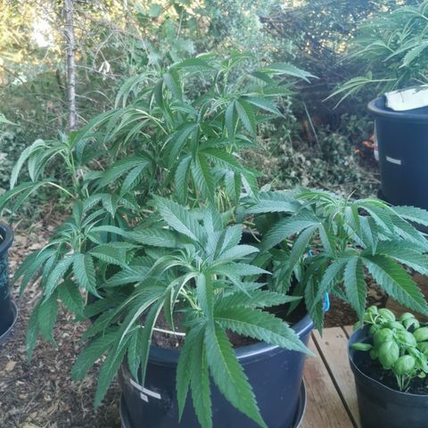 PP*DSD #3 growlog timeline photo