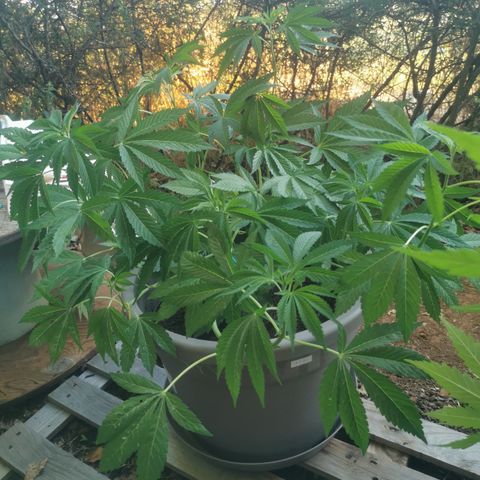 OG Kush growlog timeline photo