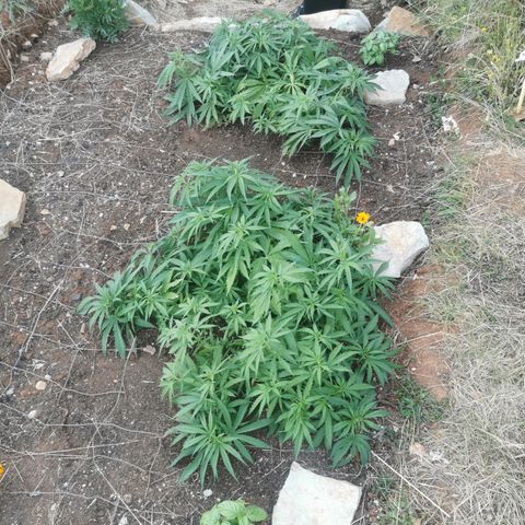 GZ #1 growlog timeline photo