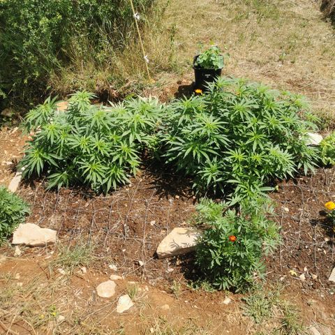 GZ #1 growlog timeline photo