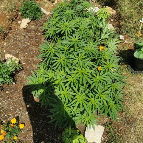 GZ #1 growlog timeline photo