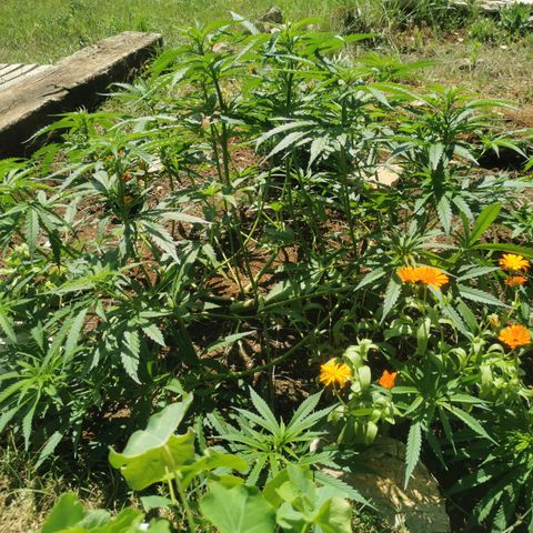 GZ #1 growlog photo: Après Taillage ! 