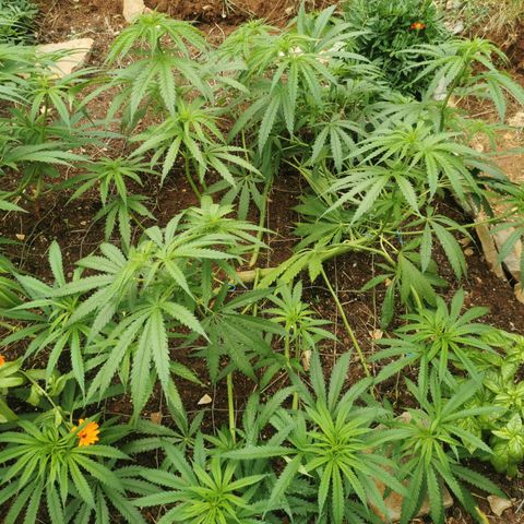 LOC #1 growlog photo: Après Taillage ! 
