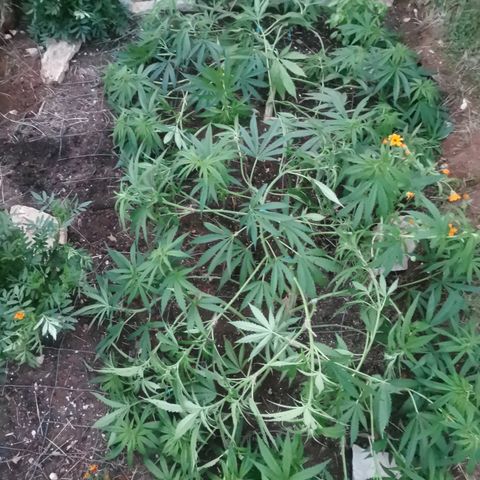 GZ #1 growlog photo: LST vous avez dis LST ! 