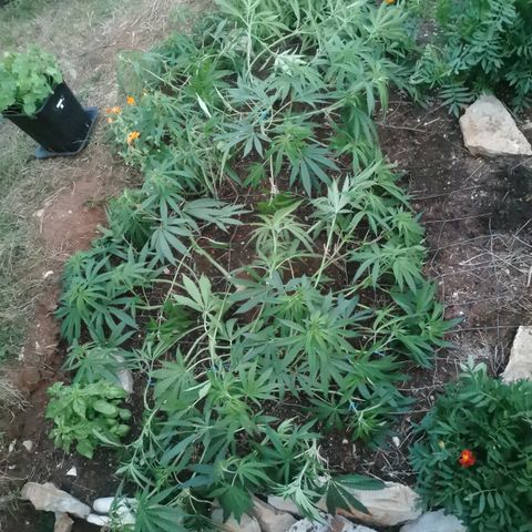 GZ #1 growlog photo: LST vous avez dis LST ! 