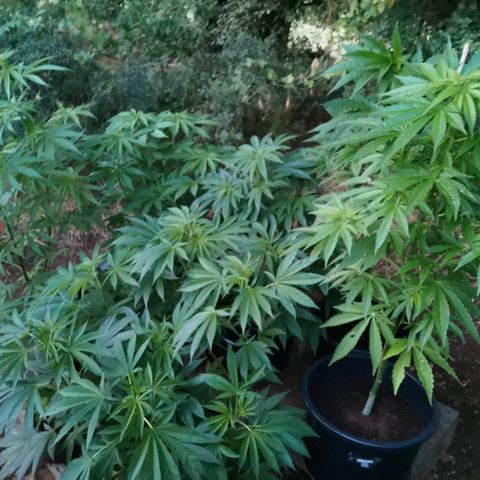 GZ #4 growlog timeline photo