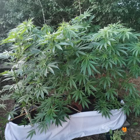 PP*DSD #1 growlog timeline photo
