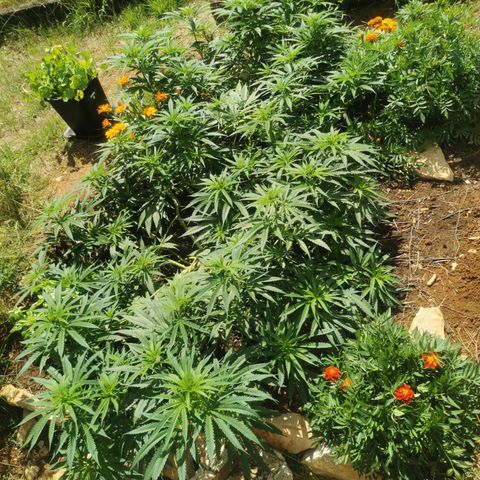 GZ #1 growlog timeline photo