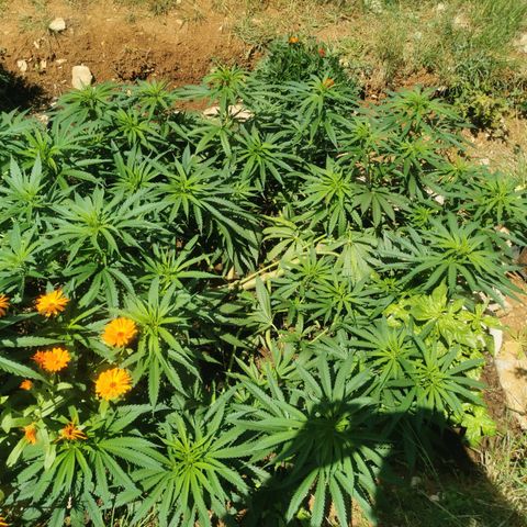 LOC #1 growlog timeline photo