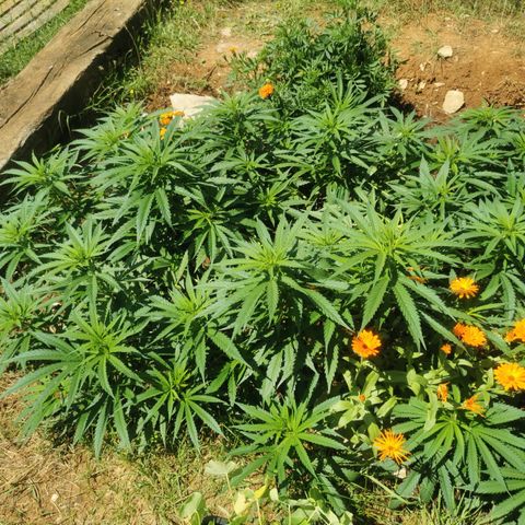 GZ #1 growlog timeline photo