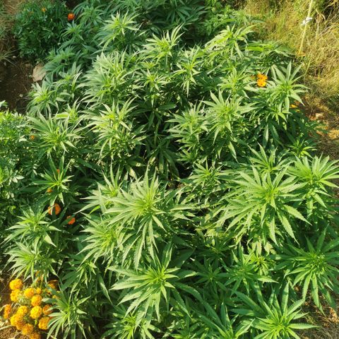 GZ #1 growlog timeline photo