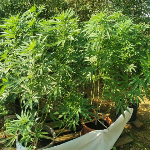 GZ #4 growlog timeline photo