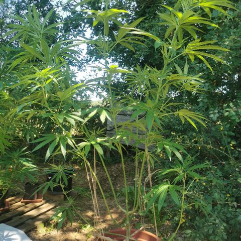 LOC #2 growlog timeline photo