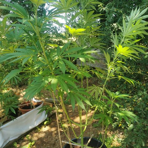 PP*DSD #2 growlog timeline photo