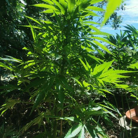 GZ #4 growlog timeline photo