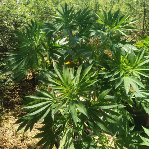 OG Kush growlog timeline photo