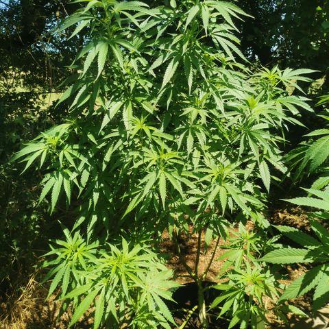 GZ #3 growlog timeline photo