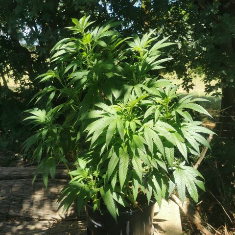 PP*DSD #3 growlog timeline photo