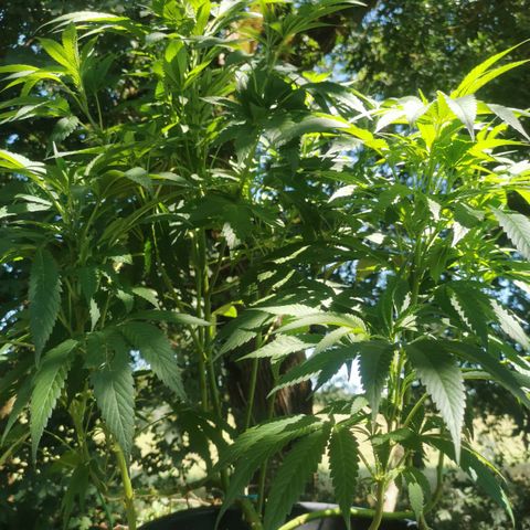 PP*DSD #3 growlog timeline photo