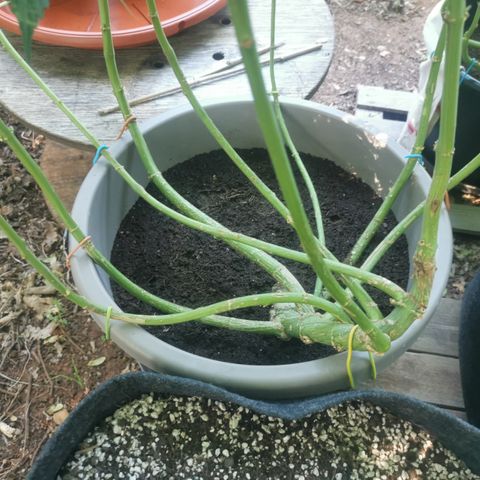 OG Kush growlog timeline photo