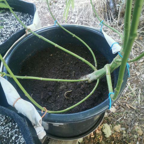 GZ #3 growlog timeline photo