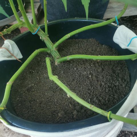 PP*DSD #3 growlog timeline photo