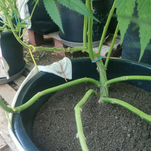 PP*DSD #3 growlog timeline photo