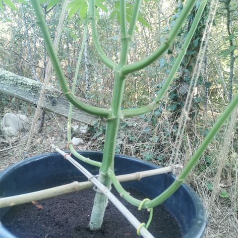 PP*DSD #2 growlog timeline photo