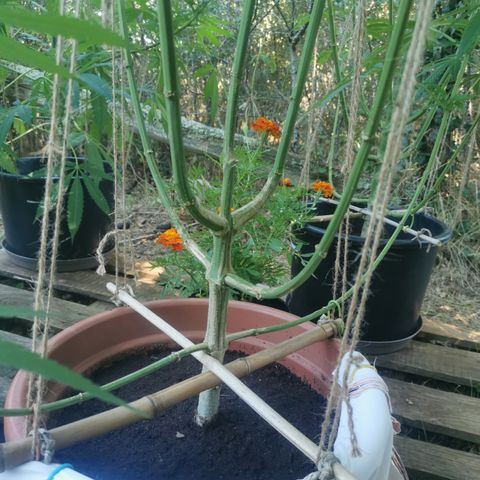 LOC #2 growlog timeline photo