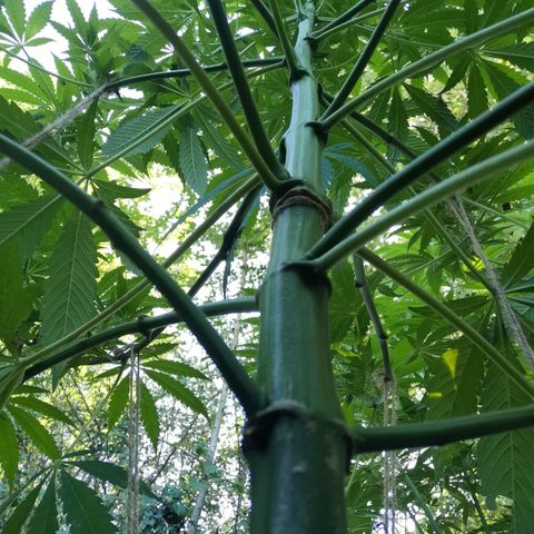 PP*DSD #1 growlog timeline photo