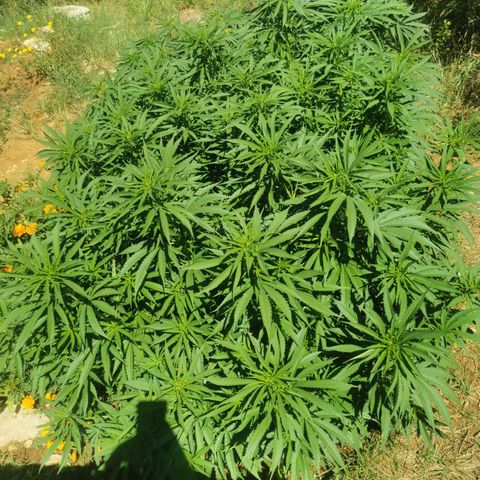 GZ #1 growlog timeline photo