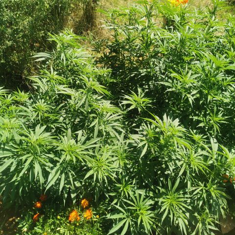 LOC #1 growlog timeline photo