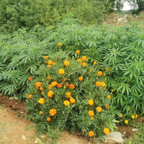 GZ #1 growlog timeline photo