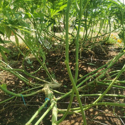 GZ #1 growlog timeline photo