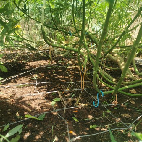 GZ #1 growlog timeline photo