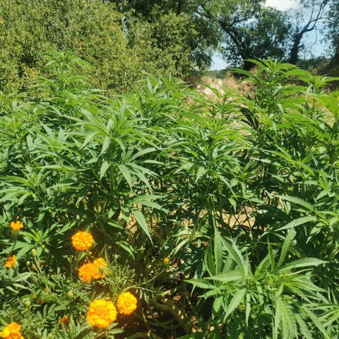 GZ #1 growlog photo: Gros ménage ! 