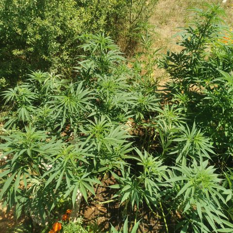LOC #1 growlog photo: Gros ménage ! 