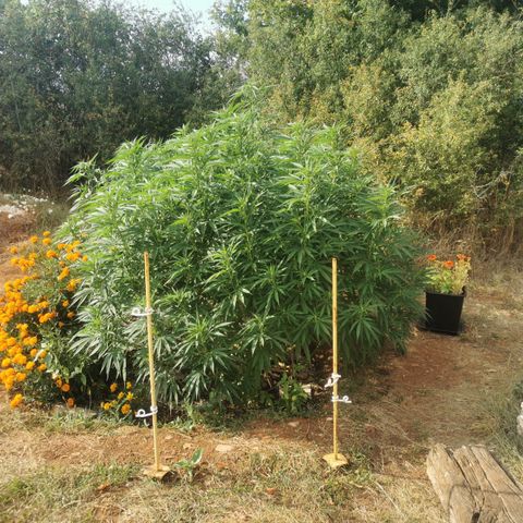 GZ #1 growlog timeline photo